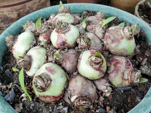 养花技巧这花不是一次性，开完别扔，还能再养7、8年