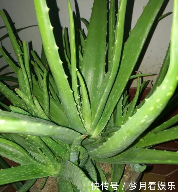 栽培|芦荟烂根怎么办“几招”快拯救,起死回生,很快小芽又挤满盆