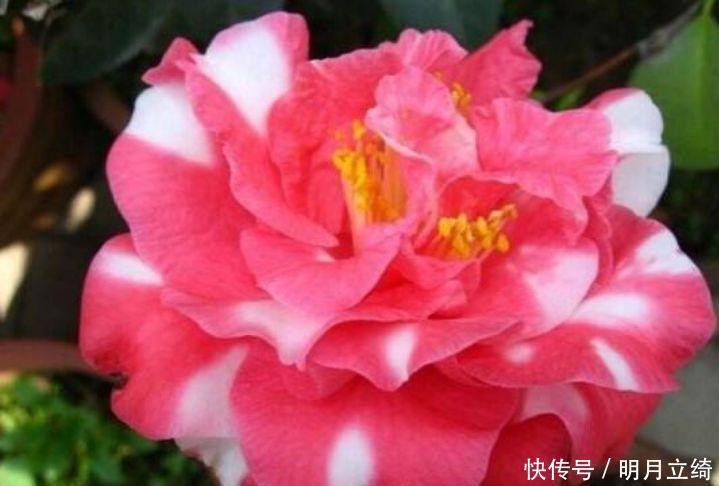 4种花是爆盆能手,好养易活,对待新手很友好