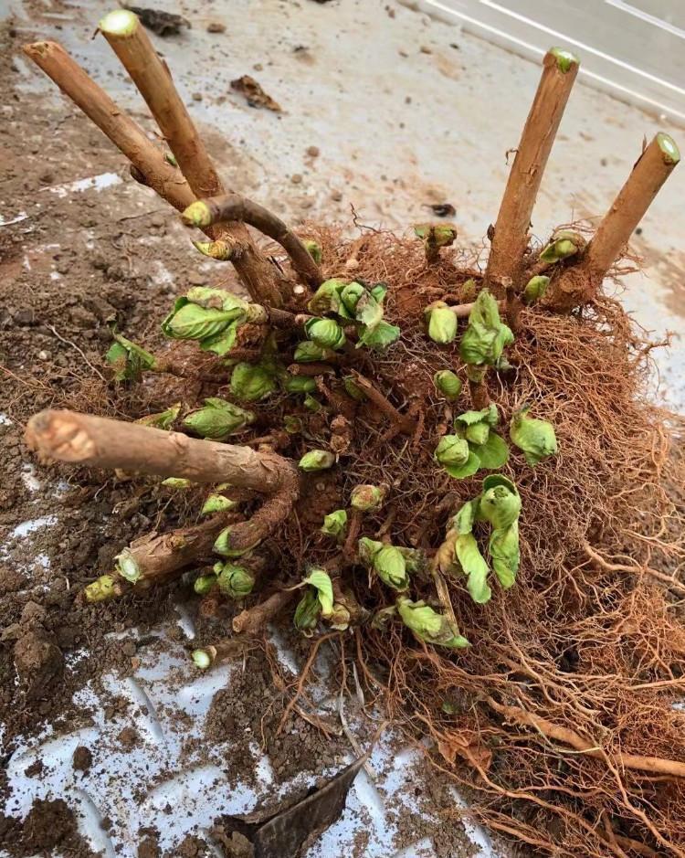 养花|养花新手买“老桩”,都被“割韭菜”,高手会省钱,专挑小的买