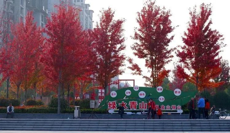 银杏|霜降枫红银杏黄，黄龙湿地公园染秋色