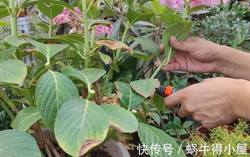 修枝|养花什么时候动手修枝好？遇上这3种情况，早下手早受益