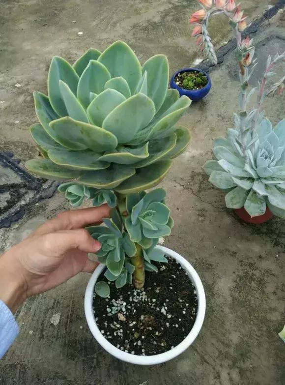 4种大型多肉超霸气,个个都是“巨无霸”,越养越值钱!