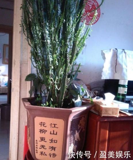 家庭里最适合养4种“大植物”,不仅是“天然造氧机”,还好活!