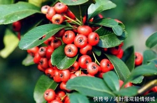 喜欢牡丹，不妨养“珍稀玫瑰”宠爱小姐，金蕊红衣，香气甜润！