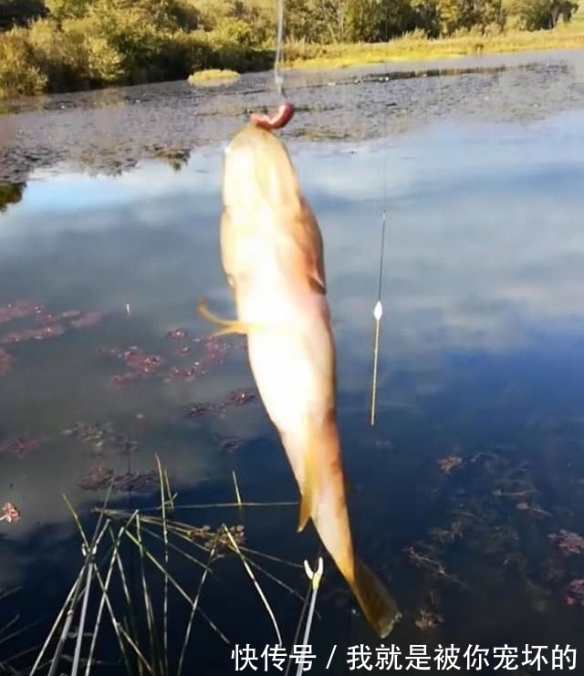 东北的老头鱼是一种什么鱼?生活在野泡子里,冬天冰封也冻不死