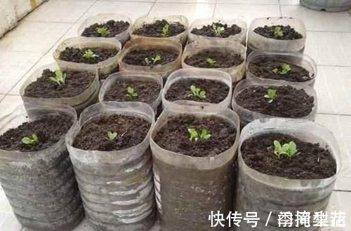 花盆|除了花盆之外,这些东西也是绝佳的养花神器,你用过吗?