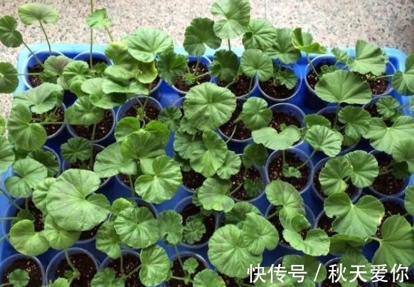 它花开如“玫瑰”,好养如绿萝,折个枝,插土就活,一开一大团