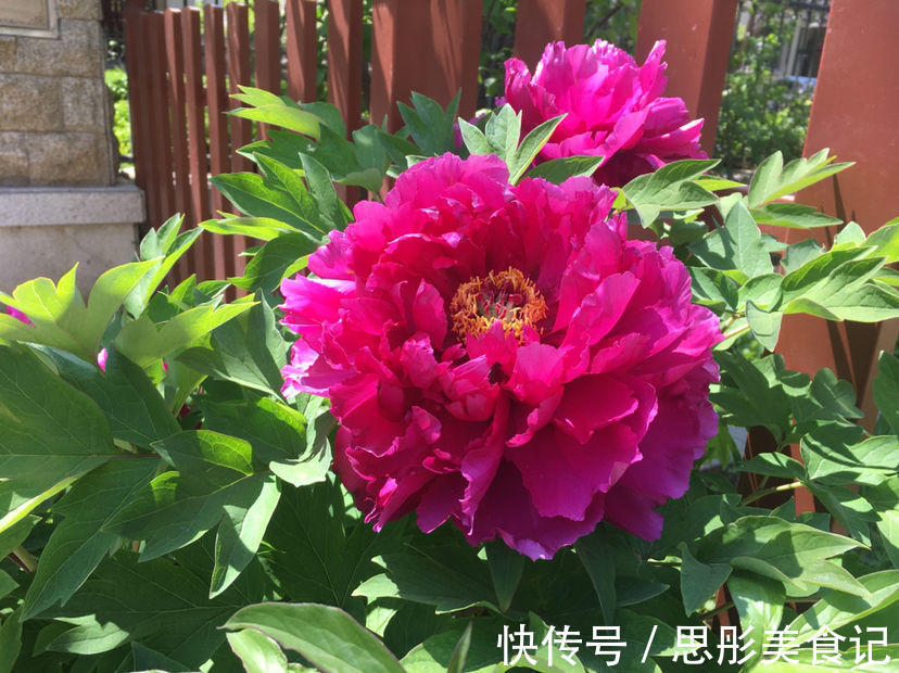 8种“富贵花”自带好运,花大优美,能养几十年,能值很多钱