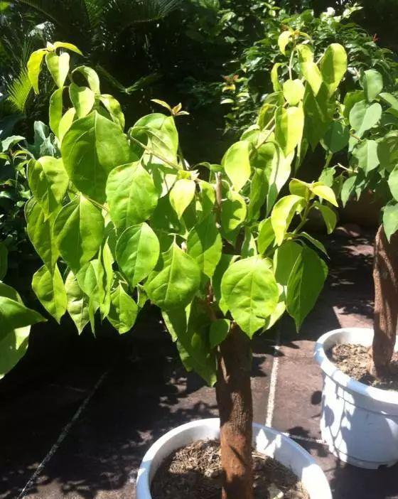 三角梅养不好？3种肥料不能少，一种促花，一种绿叶，一种壮根