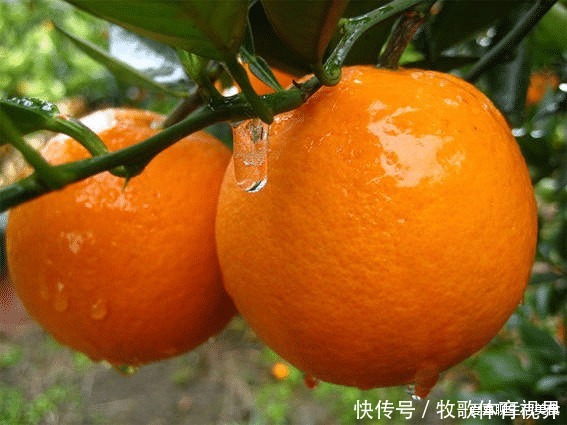 营养|清明过后,这5种水果要多吃,天然营养口感好,个个新鲜正当季