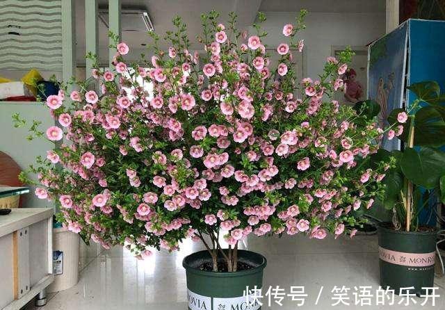 农历10月初7立冬后,养什么花?以下3种花,三阳开泰如意平安