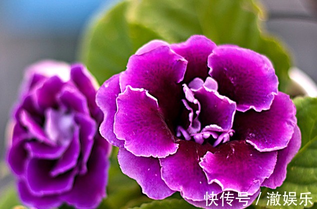 此花，花开比牡丹、芍药都好看，但却被称为“夏必死”，养护难