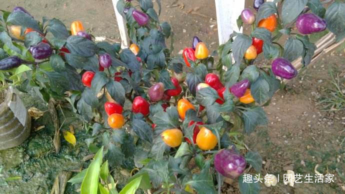 乡下这种“野草”,曾经路边没人要,如今大家看到抢着挖,特珍贵