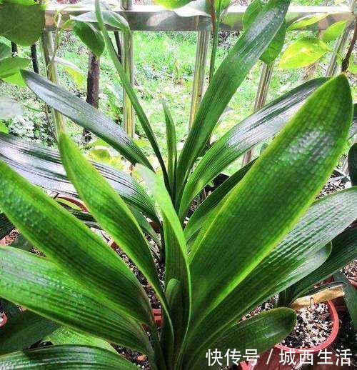 啤酒水|夏天浇花要注意,3种水扔了也别浇花,不然黄叶烂根,难过夏