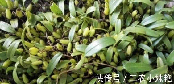 长大|在农村长大的都喝过，牙痛不用上医院，熬水就能治！