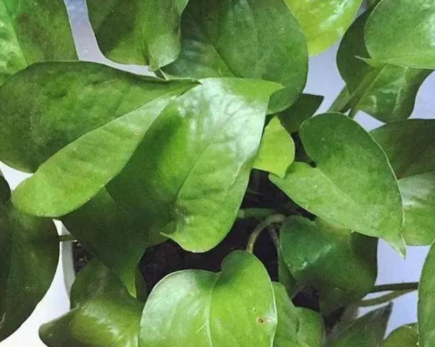 复合肥|绿萝生长慢吞吞,给它喂几个小颗粒,绿萝变成“大瀑布”