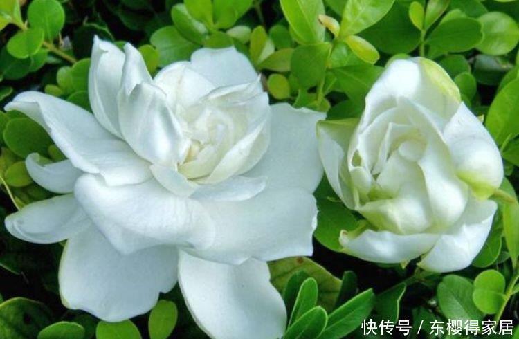 4种花是花中劳模,一年四季开花不断,一盆千百朵,枝头花苞满