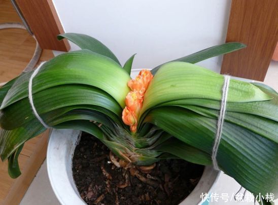 虎皮兰|养花6年,总结出这几个“坑”,建议新手花友看看