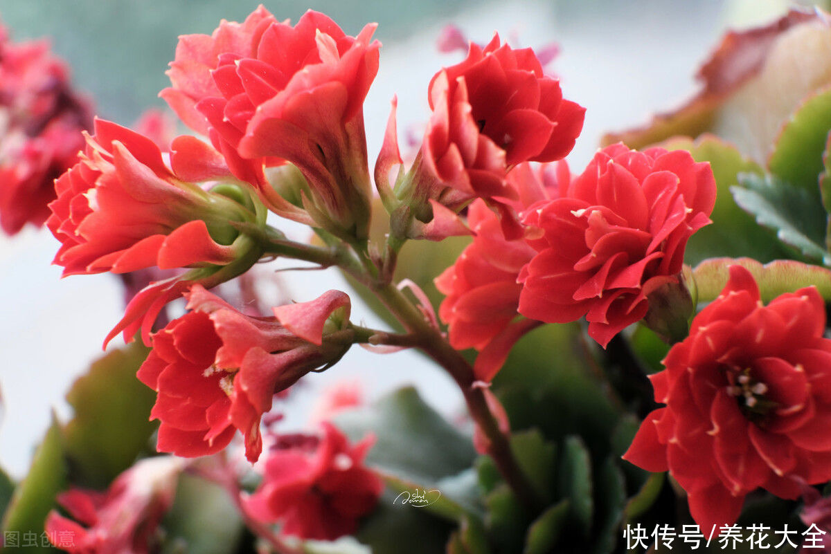 虎皮兰|夏天3种植物，浇水越多死的越快，赶紧管住手