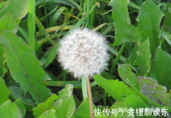 肝脏|农村人当草,城里人当宝,“天然的解毒王”,让肝更“年轻”!