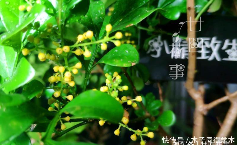 难点|养死过五六盆米兰花,总算得出了点经验:米兰的养护难点在于服盆