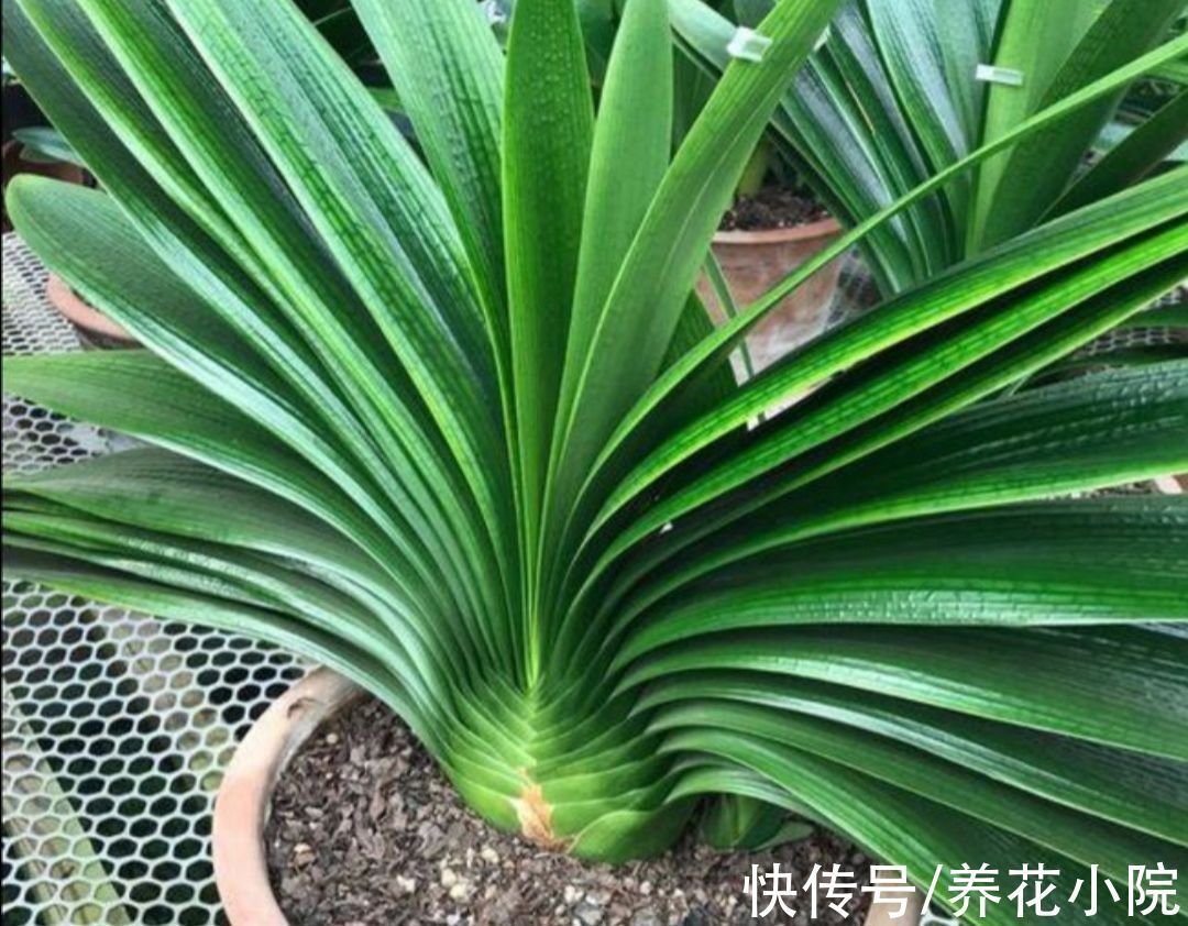 养花|君子兰喂上“2种肥”,叶子长得快,饱满厚实又有光泽