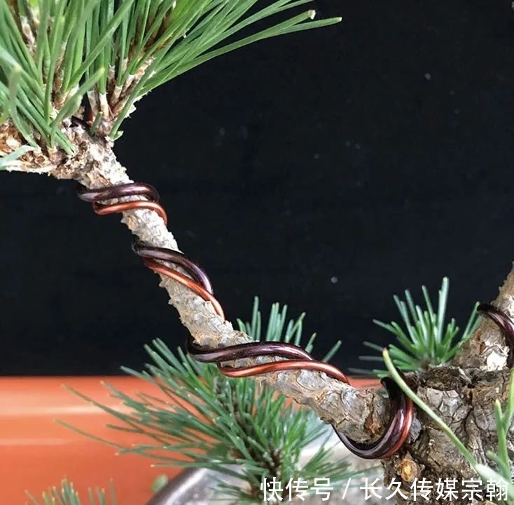 用普通花草树木来“练手”,经蟠扎,立马显现盆景造型的魅力!