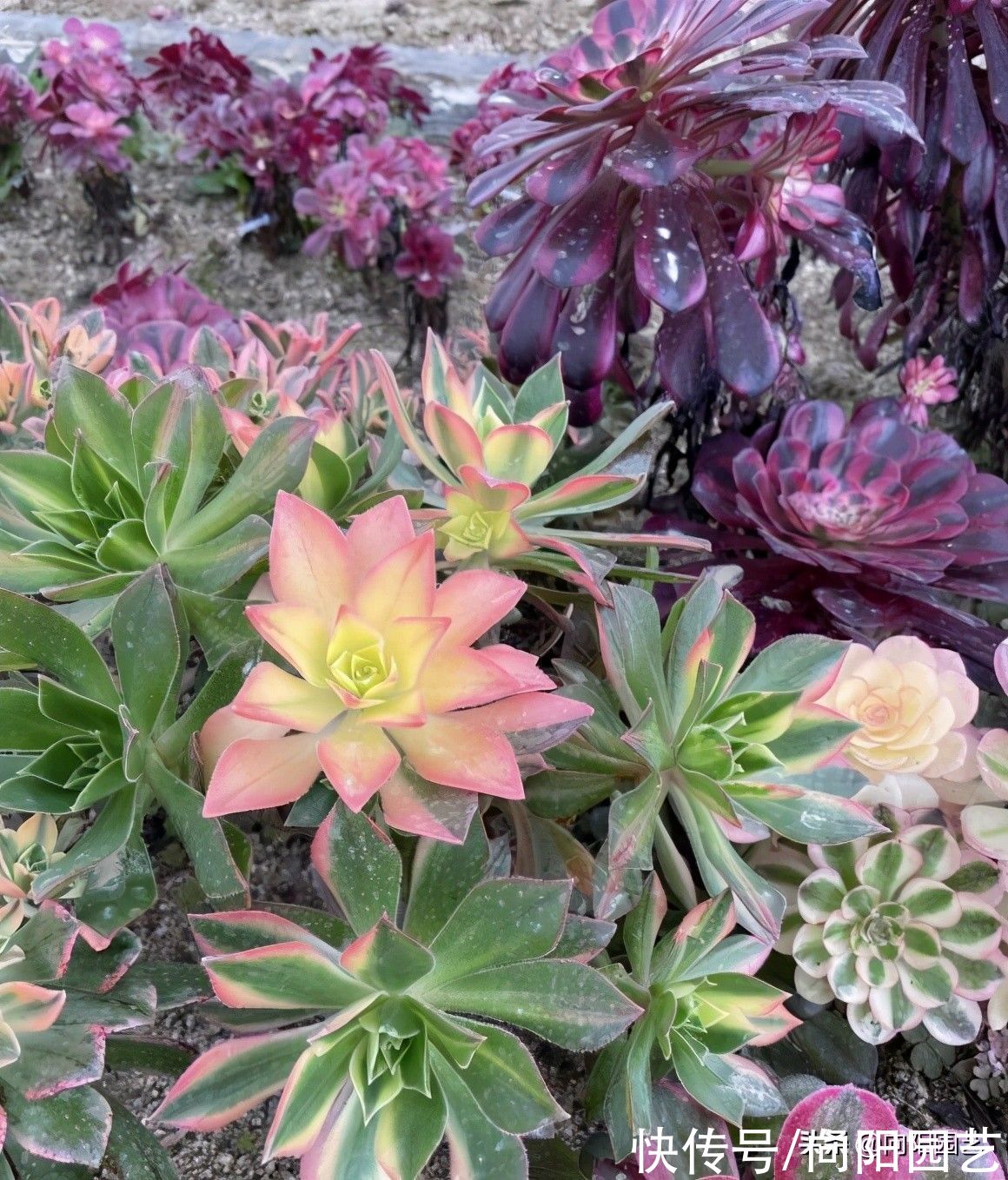 叶子|白露过后，气温开始下降，法师进入生长期，多浇水，冠幅更美