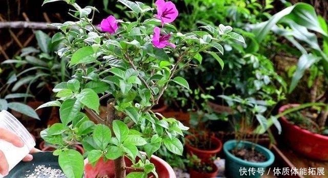 黄叶|三角梅“黄叶”不开花,用这2种水浇一浇,叶子油绿,满头花!