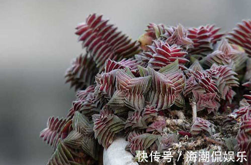 叶片|生命力强大的九种多肉植物,新手入门备的几个品种