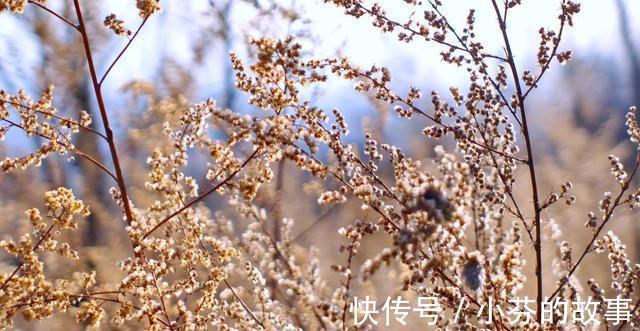 青蒿素|房前屋后的灵药摆在你面前, 会使用就再也不需要买药!