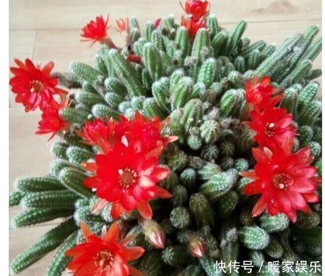 白糖才是最好的“花肥”,再也不用买高价肥了,养啥啥爆盆!