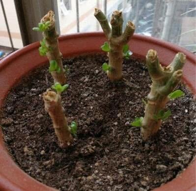 李奶奶把“吊兰”都剪了，2月后却爆盆了，叶子宽又大，特旺