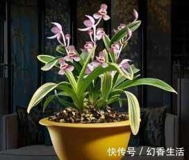 此花,比荷花漂亮,比桂花还香,好养又好看,值得拥有