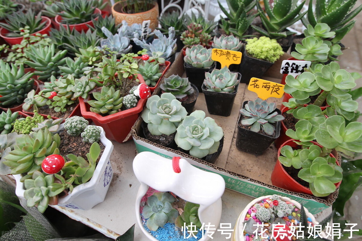 花友们|养花要舍得，3种花要“割韭菜”，割1茬10天冒新芽，越长越旺