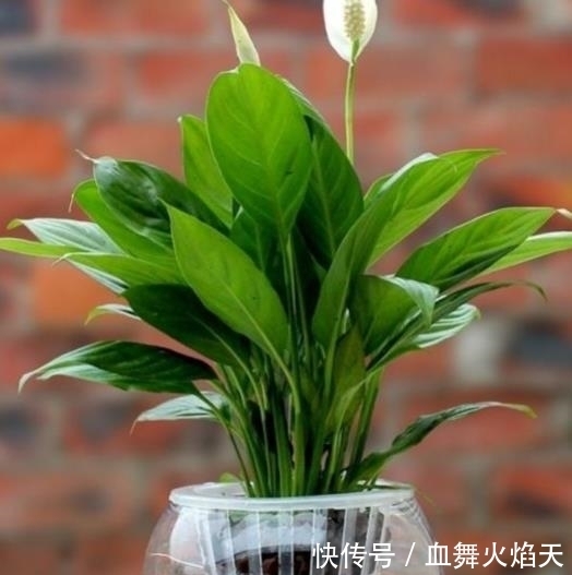 3种在冬天会“假死”的花,别急着丢掉,做好保暖,春天疯长不停