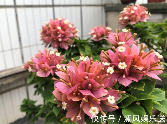 四季|三角梅开花少，用点“小手段”，勤花懒花都开爆，四季不间断