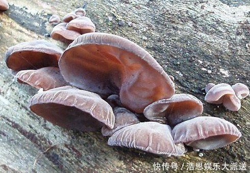 常吃|女人过了30岁常吃以下3种野菜，能补气血，淡色斑，抗衰老