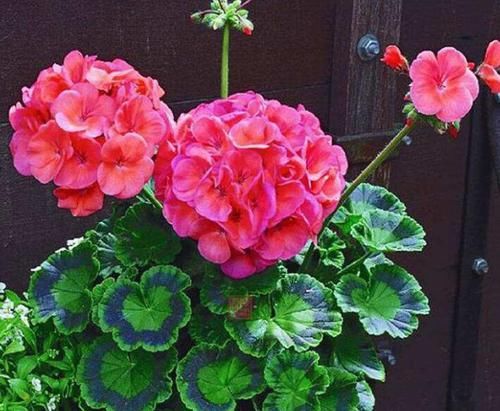 扦插|天竺葵怎么扦插容易成活？教你4个小妙招，天竺葵生根快，易成活