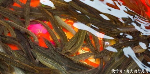 小时候|这种田野美味,肉质细嫩入味,味道香浓,是记忆中最好的美味