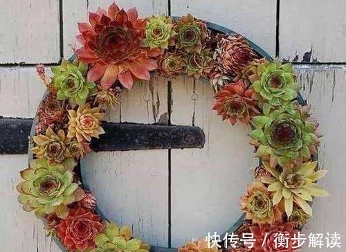 除了花盆之外,这些东西也是绝佳的养花神器,你用过吗?