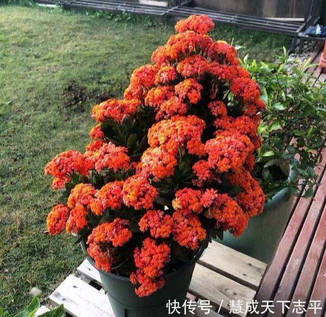 壮观|长寿花“老桩”太难看其实越老越壮观，开成“小花树”