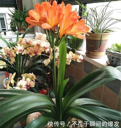 腐叶土|3种“废物”捡回家,扔花盆里,土肥的流油,养花猛长不含糊