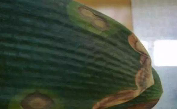 君子兰没有根能栽活吗,三个步骤教你如何栽好君子兰!