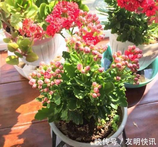 养分|盆栽养殖长寿花，花谢就修剪、施肥，等一个月又能催花了