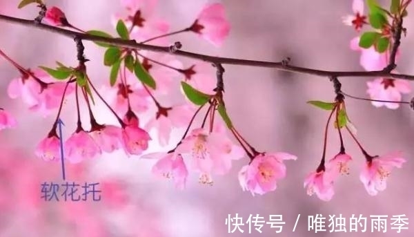 step|梅花樱花桃花杏花梨花李花，傻傻分不清楚？