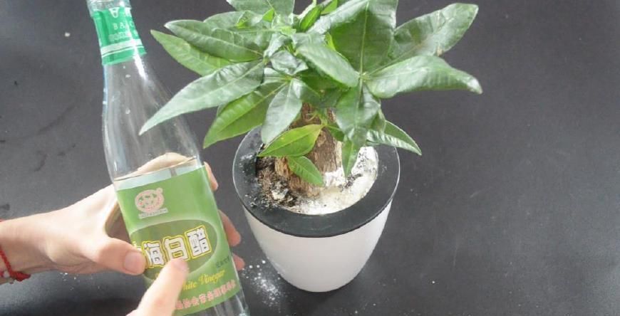 妙用|花盆里撒一点它, 不烂根不生虫, 花草越长越茂盛, 简直太实用了