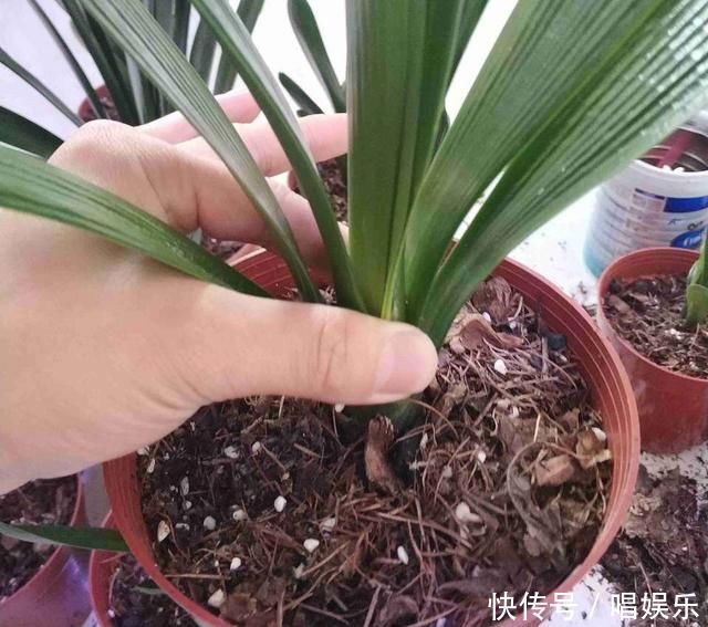 1盆君子兰，春天一处理“变10盆”，家里阳台摆满了