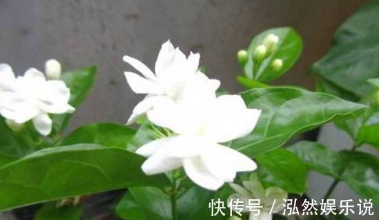 爆盆|绿萝文竹吊兰栀子花发黄枯死，气的剪成光头，一个月后居然爆盆了